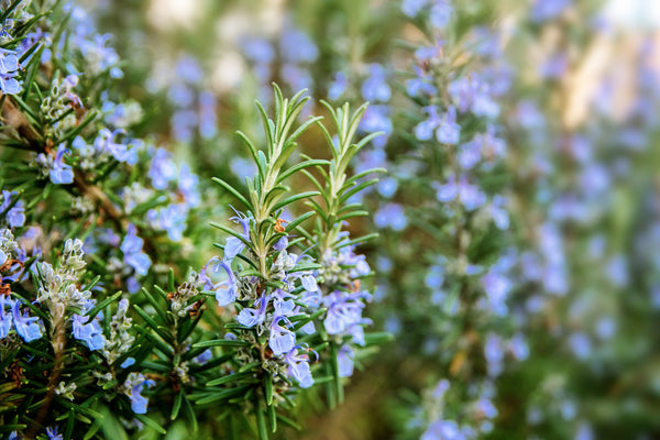 In Every Needle: The Journey of Cut & Sifted Rosemary from Field to Flavor