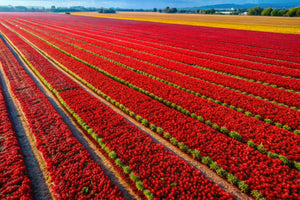 Smoked Sweet Spanish Paprika: The Soul of Mediterranean Flavor