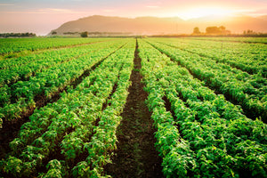 Sweet Leaf Basil: A Fragrant Herb Rooted in Warm Soil and Culinary Tradition