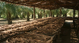 The Story of Ground Cinnamon: From Tropical Forests to Kitchen Tables