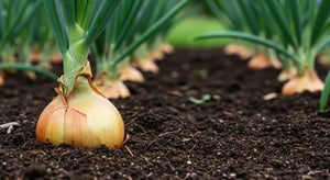 Toasted Onion Powder: A Global Staple with Deep Roots and Rich Flavor