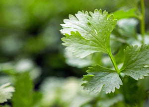 Bright, Bold, and Dried: The Journey of Cilantro Flakes from Field to Flavor