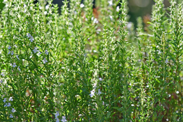 Summer Savory: The Unsung Herb of Warm Weather Kitchens