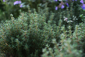 The Timeless Charm of Thyme Leaf: From Field to Flavor