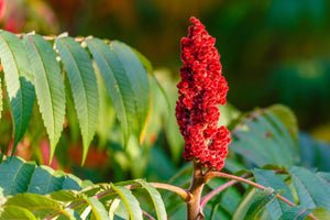 Tang of the Earth: The Journey and Joy of Ground Sumac