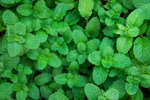 Chopped Spearmint: Gentle Sweetness with Deep Roots