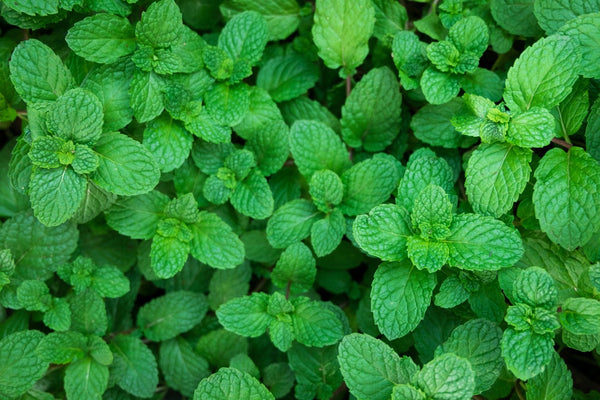 Chopped Spearmint: Gentle Sweetness with Deep Roots
