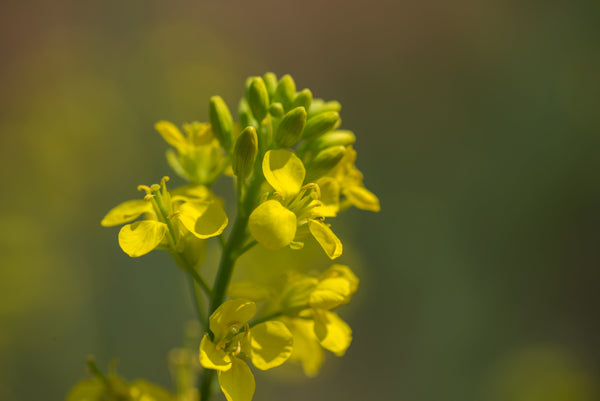 Spicy Roots, Bold Powder: Uncovering the Global Craft Behind Mustard Powder