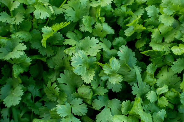 Ground Coriander: From Seed to Scented Spice