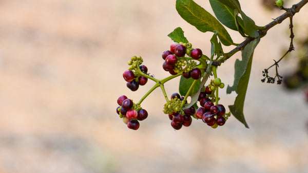 The Warm Embrace of Ground Allspice: From Tropical Berries to Kitchen Staple