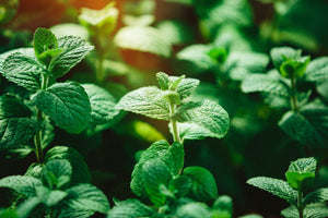 Chopped Peppermint: Cooling Clarity from Field to Pantry