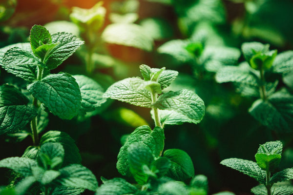 Chopped Peppermint: Cooling Clarity from Field to Pantry