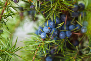 Dried Juniper Berries: A Woodland Treasure for Kitchen and Tradition