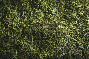 Dill Weed in the Wind: A Fragrant Herb's Global Tale