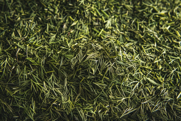 Dill Weed in the Wind: A Fragrant Herb's Global Tale